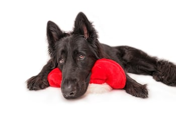 Perro senior en época navideña.