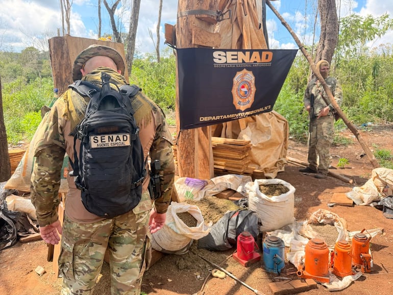 Senad destruyó cultivos de marihuana de campamentos clandestinos en Alto Verá