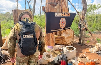 Senad destruyó cultivos de marihuana de un campamento clandestino en Alto Verá