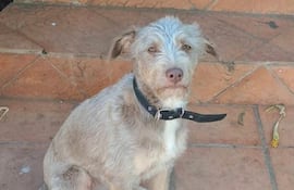 Canela fue vista por última vez el pasado 2 de enero, cerca de las 22:30, en las inmediaciones del Estadio del Club Cerro Porteño.