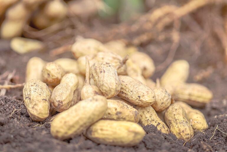 Nueva apuesta en el
norte: industria impulsa el cultivo de maní