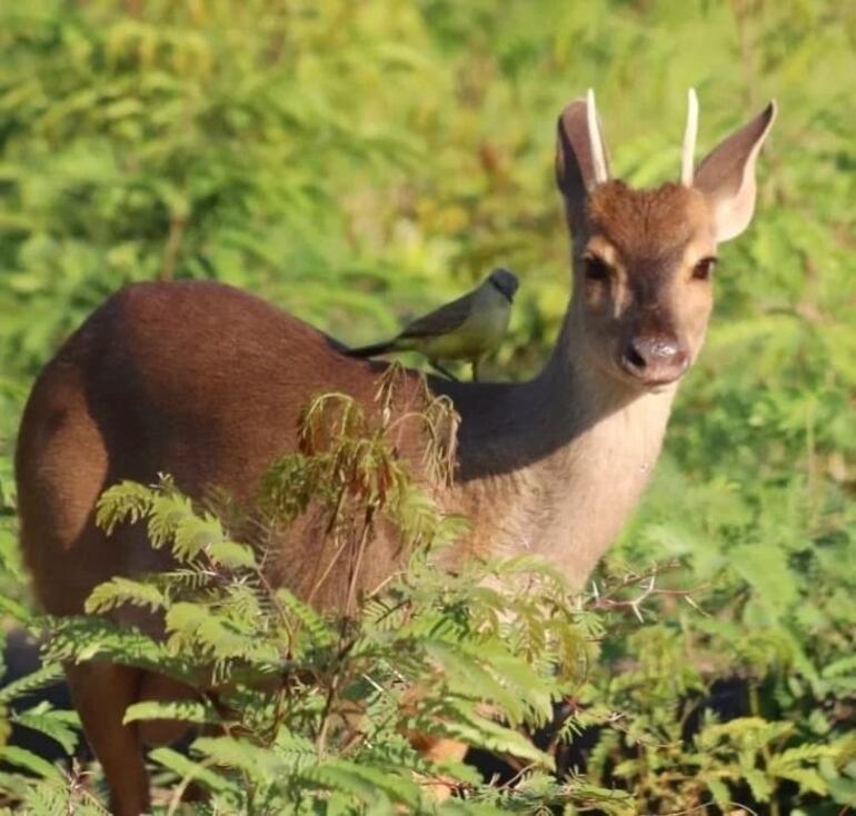 Fauna del gran pantanal, zona de Bahía Negra.