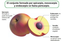 Frutos