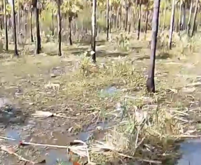 Paisaje natural con árboles en un área inundada, evidenciando el impacto de las lluvias recientes.