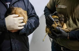 Un operativo contra el tráfico ilegal de animales silvestres permitió el rescate de tres monos.