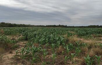 Altas precipitaciones se darían en los próximos meses en gran parte del territorio nacional, advierte el Mades.