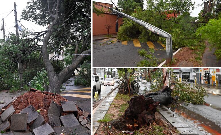 Los árboles necesitan espacio para crecer y podas constantes. 