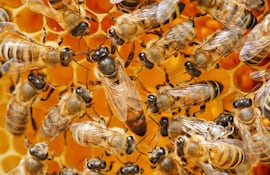 Abejas, imagen ilustrativa.