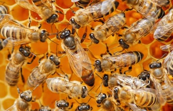 Abejas, imagen ilustrativa.