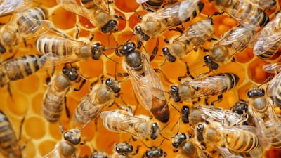 Abejas, imagen ilustrativa.