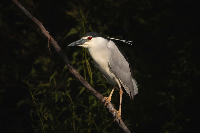 Garza nocturna, Nycticorax.