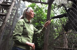 Jane Goodall.