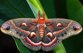 Polilla Hyalophora cecropia.
