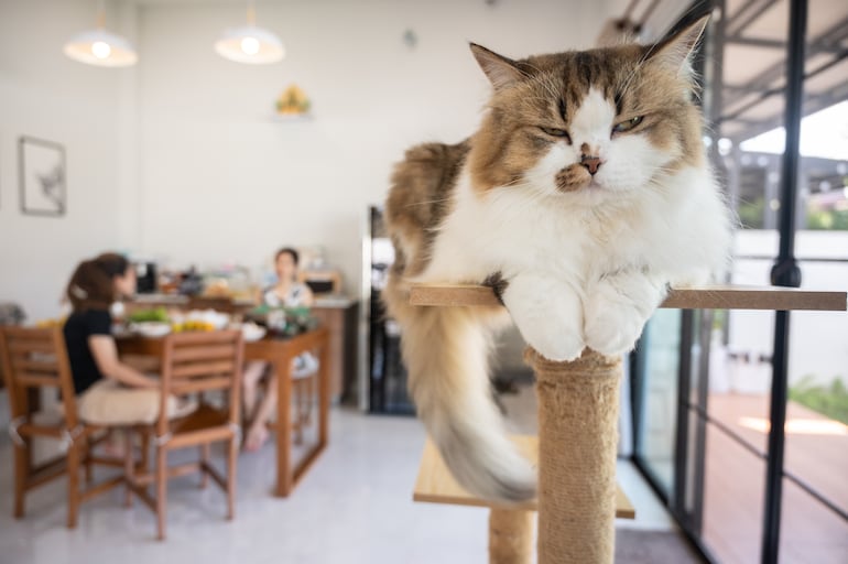 Gato en altura.