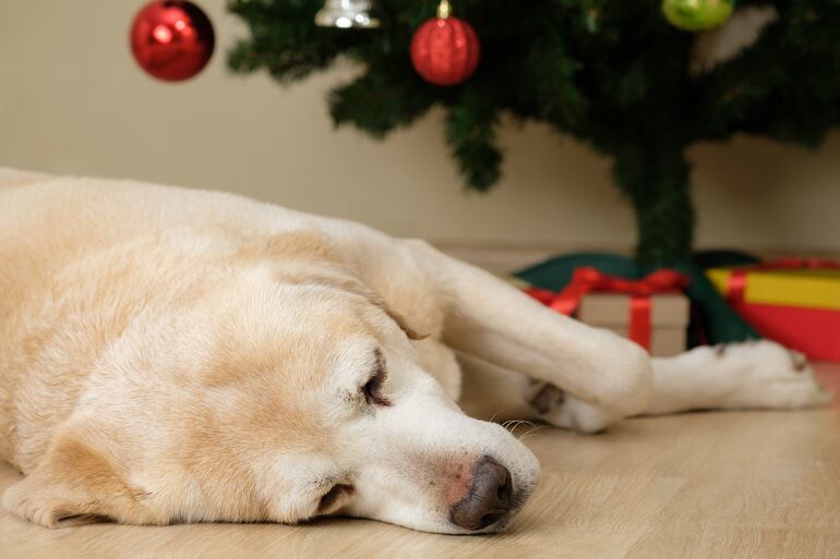 Perro senior en época navideña.