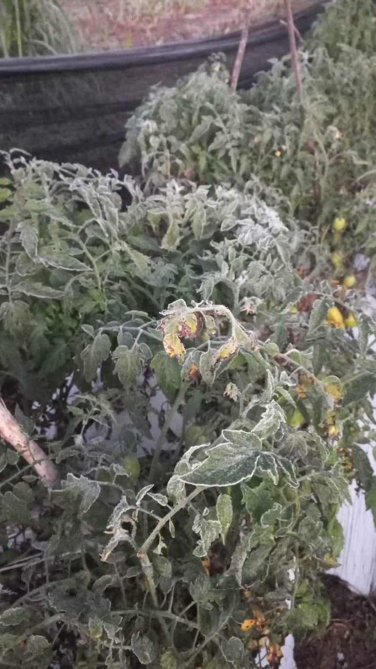 Plantas de tomate afectadas, con hojas amarillas y arrugadas, en un ambiente agrícola bajo fuerte frío.