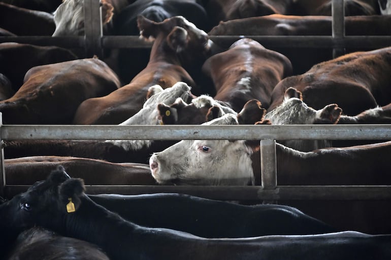 Fotografía que muestra ganado en el Mercado Agroganadero en Cañuelas (Argentina), que espera que el acuerdo de libre comercio entre la Unión Europea (UE) y el Mercosur, potencie a su sector ganadero. 