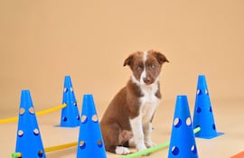 Perro, entrenamiento cavaletti, imagen ilustrativa.