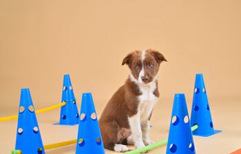 Perro, entrenamiento cavaletti, imagen ilustrativa.
