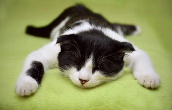 La insuficiencia renal afecta a uno de cada tres gatos mayores de 10 años.