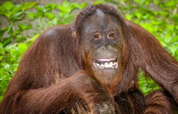 Orangután se ríe.