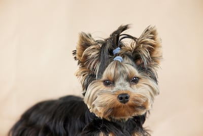 Yorkshire Terrier.
