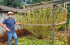 Hasta el propio productor se asombró del tamaño de la planta de soja.