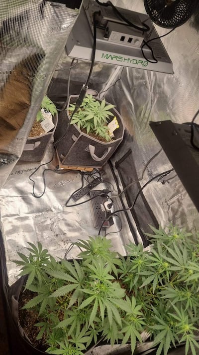 Interior de cultivo con plantas de cannabis en bolsas de tela, bajo iluminación de marca MARS HYDRO y cables eléctricos visibles.