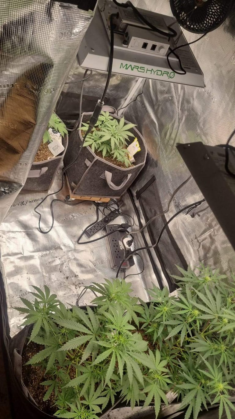 Acudieron por violencia familiar y encontraron un laboratorio de marihuana Acudieron por violencia familiar y encontraron un laboratorio de marihuana