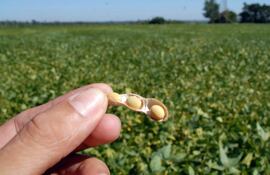 Cosecha de Soja