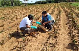 Desolador panorama del cultivo de papa de la productora Selva Carballo, cuya siembra fue afectada por la plaga del Tizón.