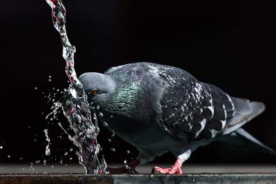 Una paloma bebe de una fuente durante la ola de calor en Mulhouse, en el este de Francia, el pasado martes.