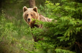 Oso pardo.