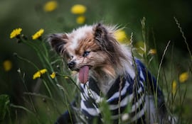 Muere Lazare, el perro más longevo del mundo.