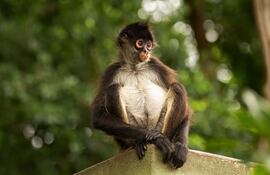 El mono araña de Yukatan.