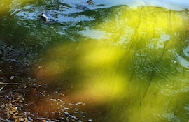 El lago de la república tiene aspecto verdoso debido a la crisis hídrica.