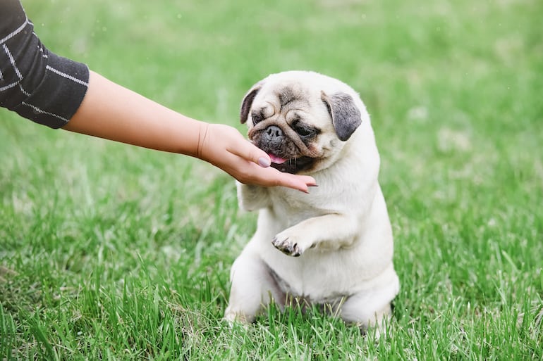Perro de la raza pug.