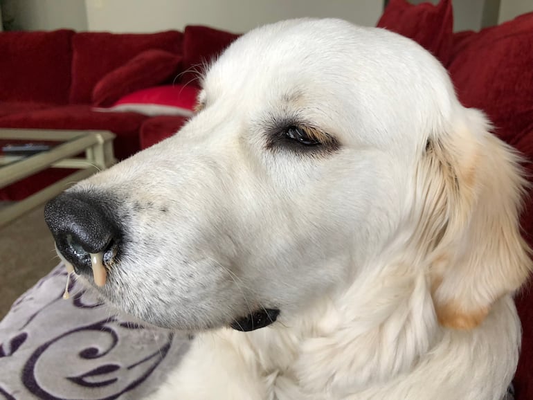 Secreción nasal en perros.