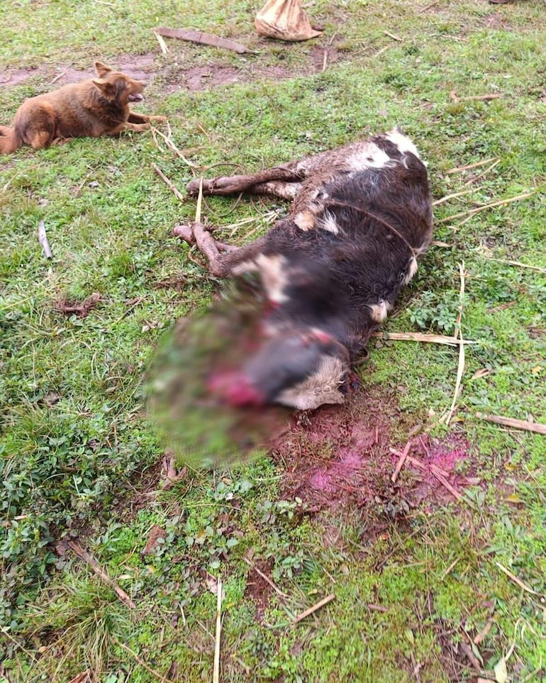 Reunión de autoridades del Mades, sin rostros visibles, discutiendo sobre ataque a un animal vacuno en campo abierto.
