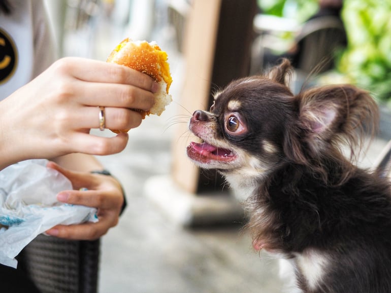 ¿Está bien dar nuestra comida a nuestras mascotas?