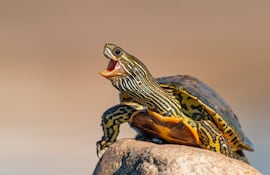 Tortuga rayada (Mauremys caspica).