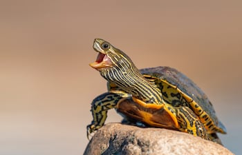 Tortuga rayada (Mauremys caspica).