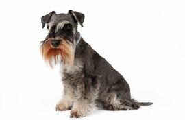 Perro de raza Schnauzer.