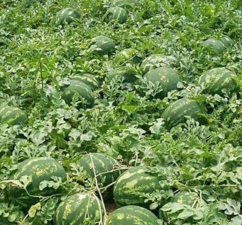 De persistir la lluvia podrían aparecer hongos, bacterias o virus en los cultivos.