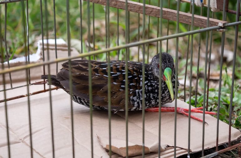 Ave mediana de pico largo y verde. Plulaje de diversos colores y patas rojas dentro de una jaula.