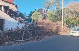 Gran parte de la vereda se encuentra intransitable para las personas a raíz de la cantidad de ramas que la cubren.