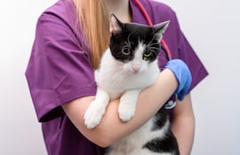 Gato en brazos de su veterinaria.