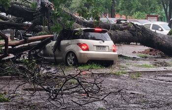 Reportan árboles, cables caídos y semáforos fuera de servicio, en medio de las tormentas.