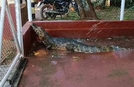 El yacaré salió a pasearse y fue encontrado en la Estación de Bombeo de Agua de la Itaipú.