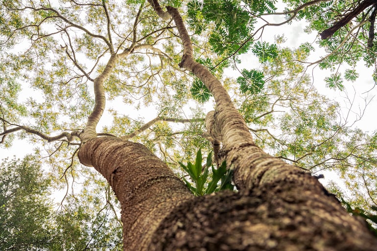 Exportaciones forestales